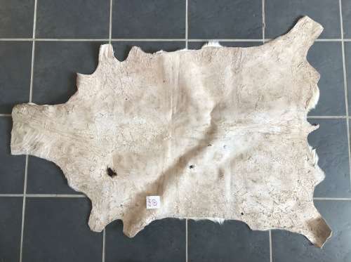 animal skin , Springbok skin, springbock,  LOT 1  119cm x 89cm