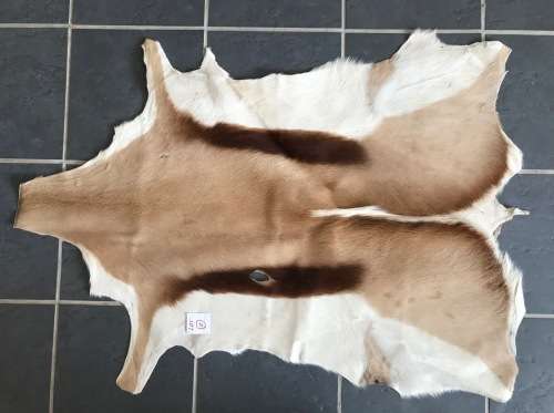 animal skin , Springbok skin, LOT 2 , 112cm x 79cm