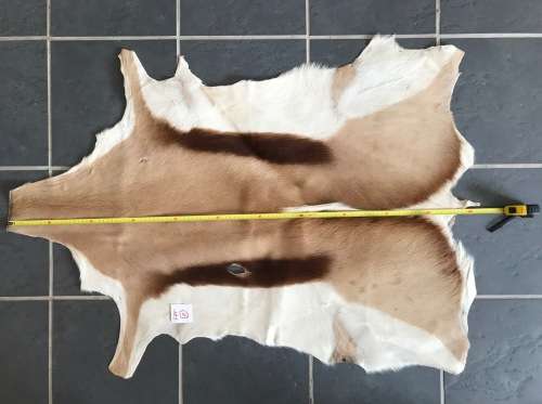 animal skin , Springbok skin, LOT 2 , 112cm x 79cm