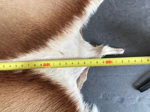 animal skin , Springbok skin, LOT 2 , 112cm x 79cm