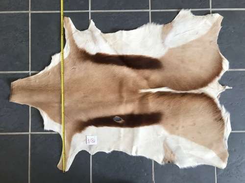 animal skin , Springbok skin, LOT 2 , 112cm x 79cm