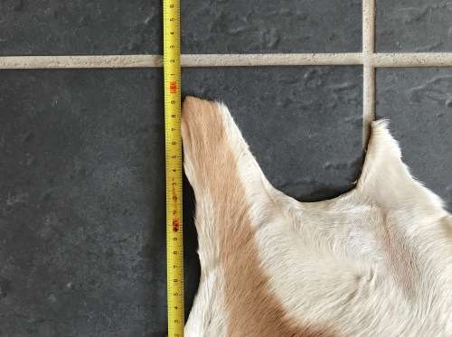animal skin , Springbok skin, LOT 2 , 112cm x 79cm