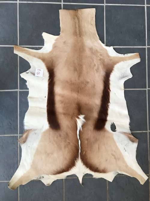 animal skin , Springbok skin,  LOT 4 , 120cm x 99cm