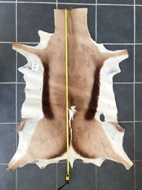 animal skin , Springbok skin,  LOT 4 , 120cm x 99cm