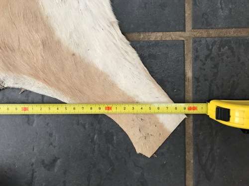 animal skin , Springbok skin,  LOT 4 , 120cm x 99cm