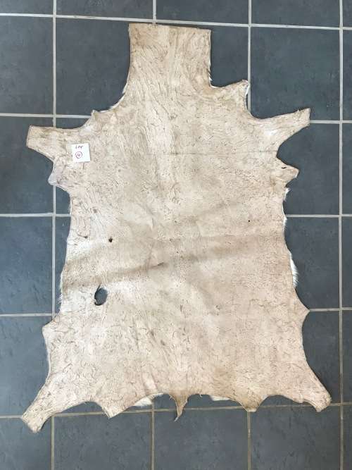 animal skin , Springbok skin,  LOT 4 , 120cm x 99cm