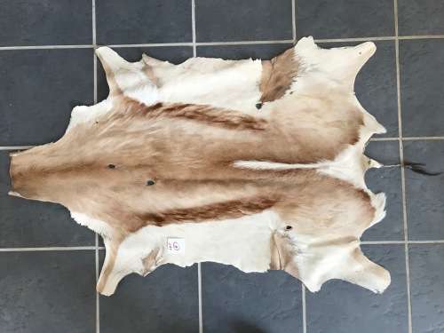 animal skin , Springbok skin, LOT 5 , 110cm x 76cm