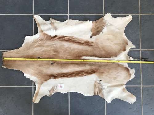 animal skin , Springbok skin, LOT 5 , 110cm x 76cm