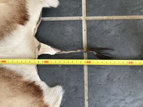 animal skin , Springbok skin, LOT 5 , 110cm x 76cm