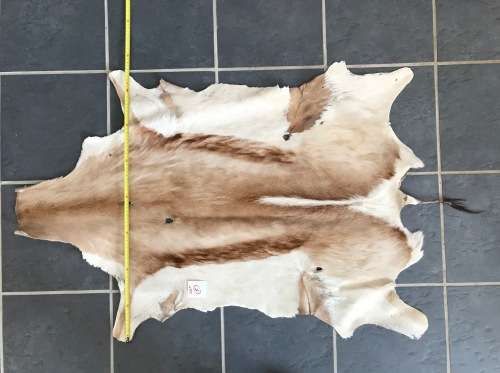 animal skin , Springbok skin, LOT 5 , 110cm x 76cm