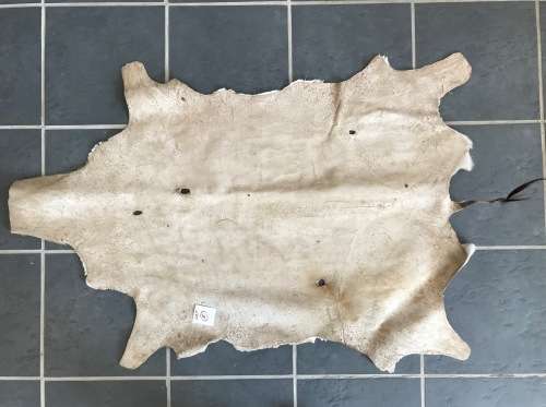 animal skin , Springbok skin, LOT 5 , 110cm x 76cm
