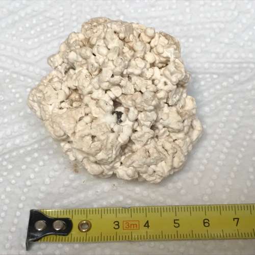 Coral lot 1 old vintage collectors item