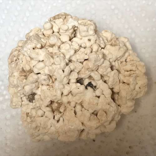Coral lot 1 old vintage collectors item