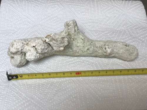 Coral lot 2 old vintage collectors item