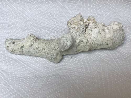 Coral lot 2 old vintage collectors item