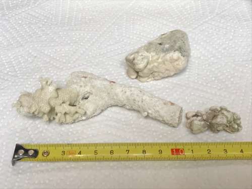 Coral lot 3 old vintage collectors item