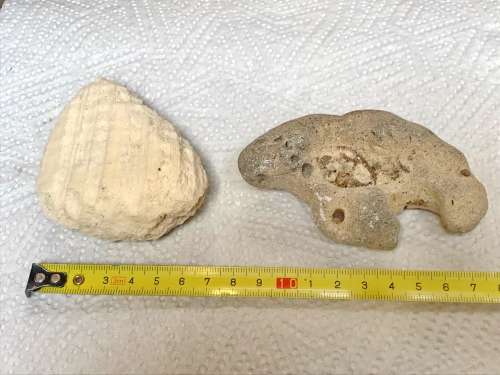 Coral lot 4 old vintage collectors item