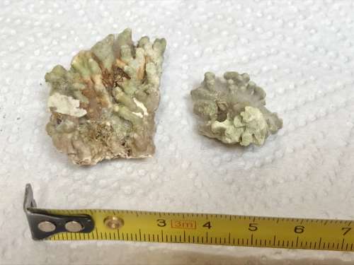 Coral lot 5 old vintage collectors item