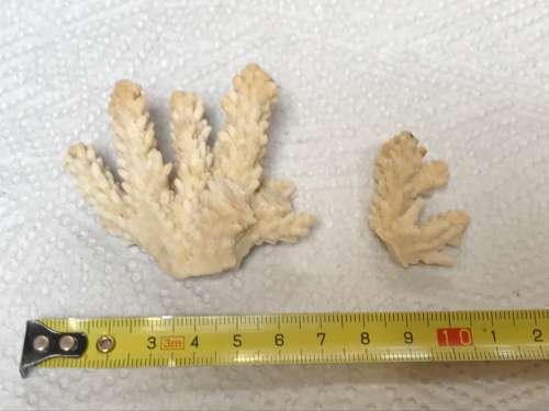 Coral lot 6 old vintage collectors item