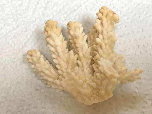 Coral lot 6 old vintage collectors item