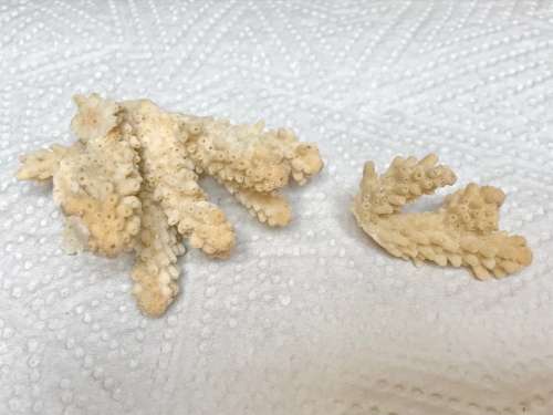 Coral lot 6 old vintage collectors item