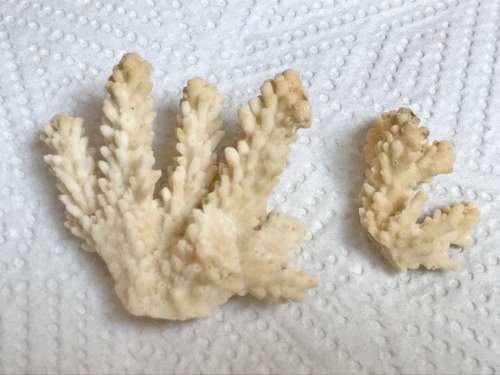 Coral lot 6 old vintage collectors item