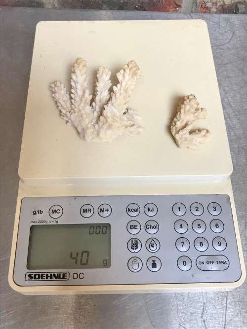 Coral lot 6 old vintage collectors item