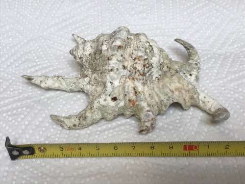 Old vintage ocean shell lot 1 , collectors item