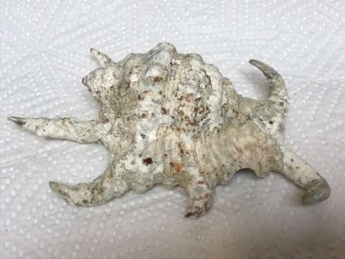 Old vintage ocean shell lot 1 , collectors item