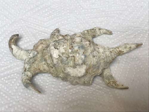 Old vintage ocean shell lot 1 , collectors item