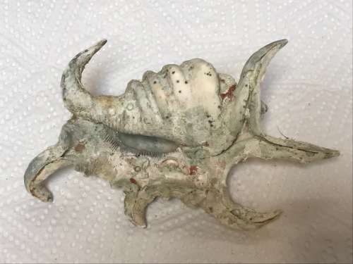 Old vintage ocean shell lot 1 , collectors item