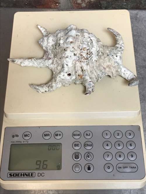 Old vintage ocean shell lot 1 , collectors item