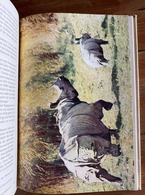 Im Dschungel der Panzernashörner vintage german 1962 , book language german,
