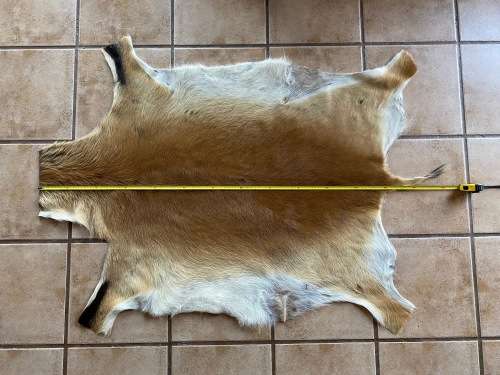 animal skin , lechwe skin lot 1 , approx.size:  1.40m x 1.04m, professional skined and tanned, hunt