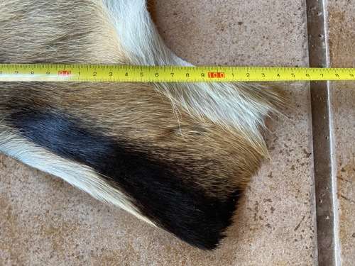 animal skin , lechwe skin lot 1 , approx.size:  1.40m x 1.04m, professional skined and tanned, hunt