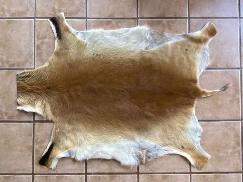 animal skin , lechwe skin lot 1 , approx.size:  1.40m x 1.04m, professional skined and tanned, hunt
