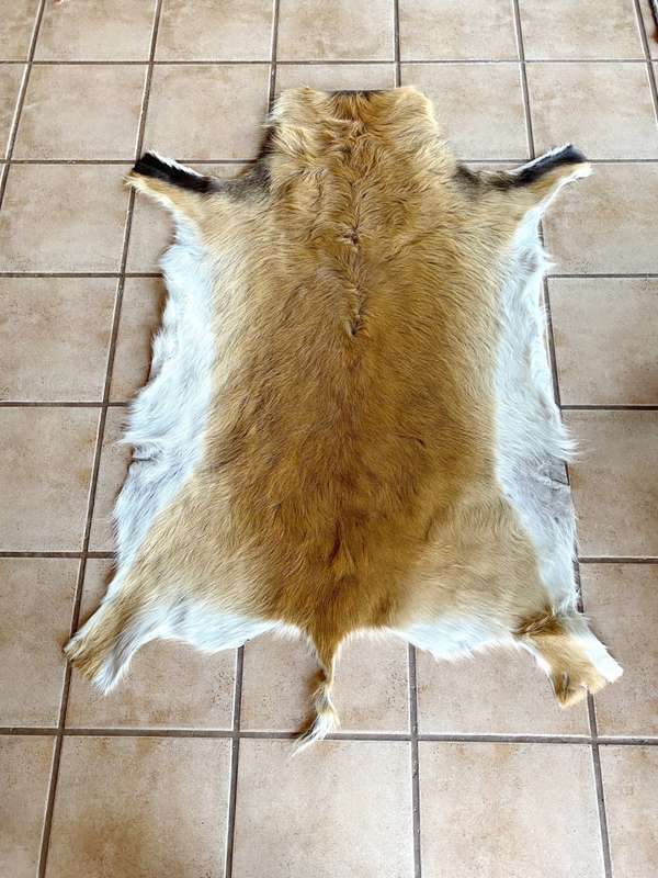 animal skin , lechwe skin lot 2, approx.size:  1.60m x 1.20m, professional skined and tanned, hunt