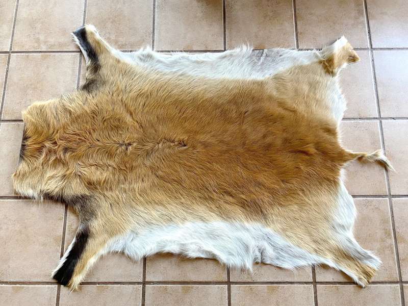 animal skin , lechwe skin lot 2, approx.size:  1.60m x 1.20m, professional skined and tanned, hunt