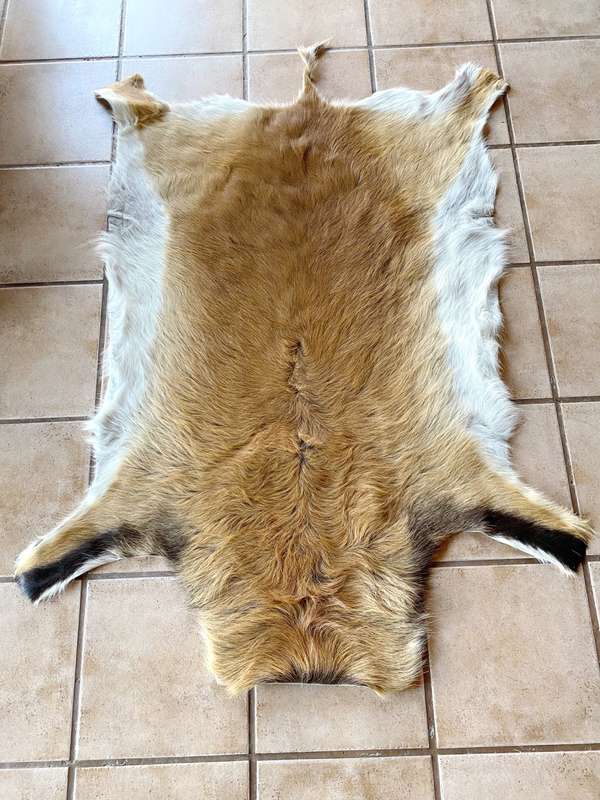 animal skin , lechwe skin lot 2, approx.size:  1.60m x 1.20m, professional skined and tanned, hunt