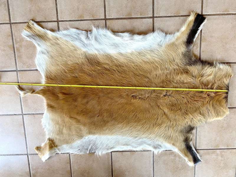 animal skin , lechwe skin lot 2, approx.size:  1.60m x 1.20m, professional skined and tanned, hunt