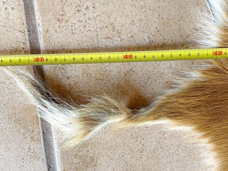animal skin , lechwe skin lot 2, approx.size:  1.60m x 1.20m, professional skined and tanned, hunt