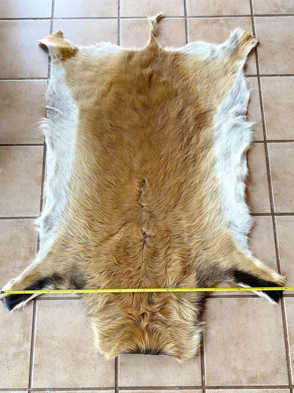 animal skin , lechwe skin lot 2, approx.size:  1.60m x 1.20m, professional skined and tanned, hunt