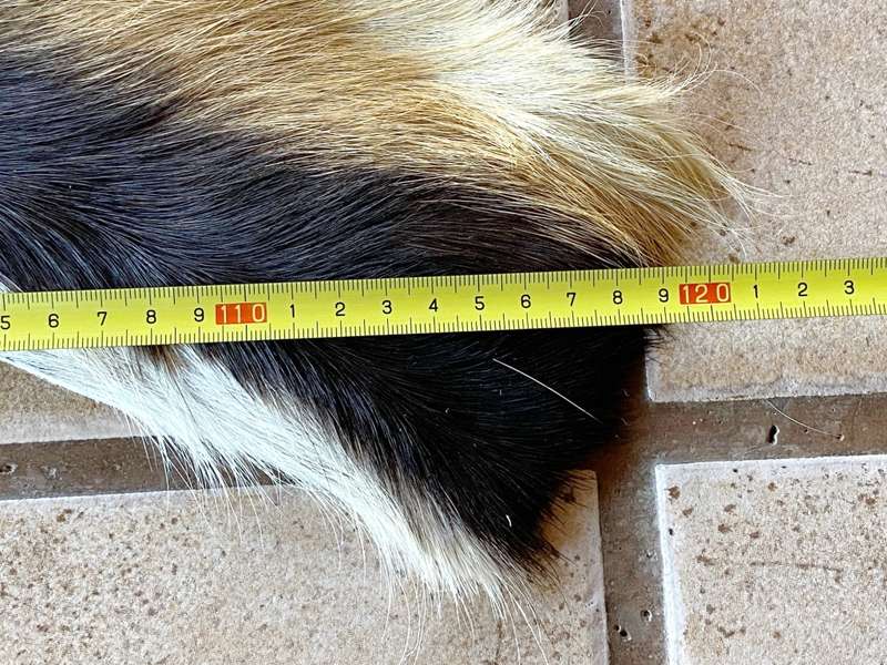animal skin , lechwe skin lot 2, approx.size:  1.60m x 1.20m, professional skined and tanned, hunt