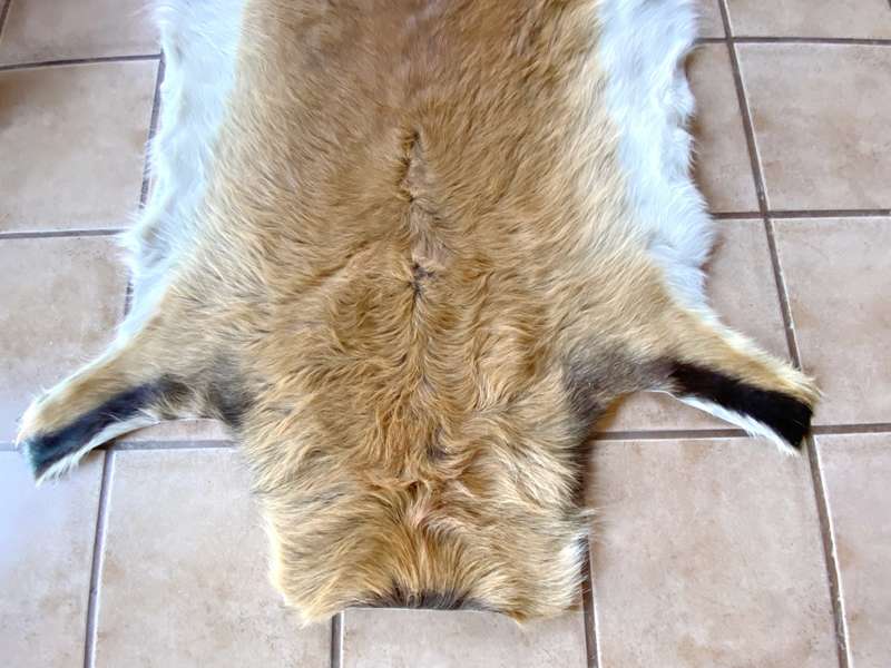 animal skin , lechwe skin lot 2, approx.size:  1.60m x 1.20m, professional skined and tanned, hunt