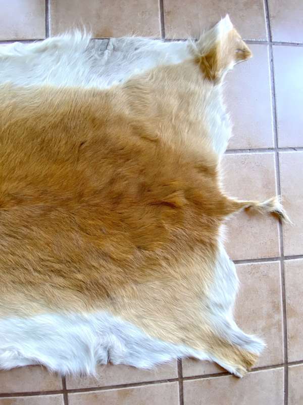 animal skin , lechwe skin lot 2, approx.size:  1.60m x 1.20m, professional skined and tanned, hunt