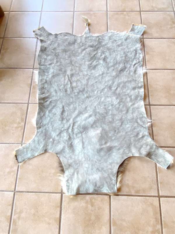 animal skin , lechwe skin lot 2, approx.size:  1.60m x 1.20m, professional skined and tanned, hunt