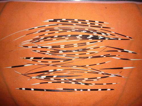 PORCUPINE QUILLS LOT 8