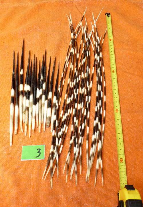 PORCUPINE QUILLS LOT 3