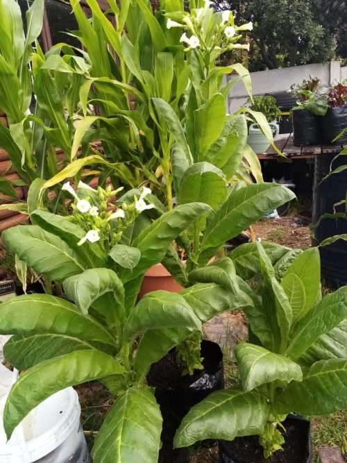 Tobacco seeds -Two strains : Nicotiana Tabacum(1000+) & Rustica(200+) June 2020 harvest