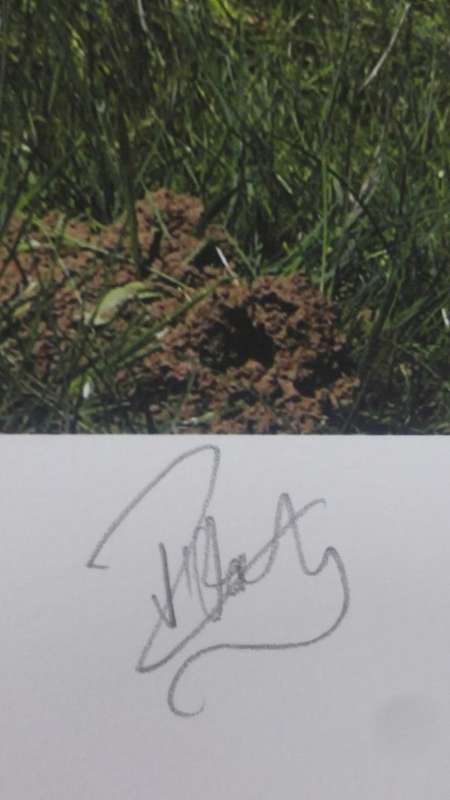 Signed James Oatway photograph "Bos Primigenius - Cow"